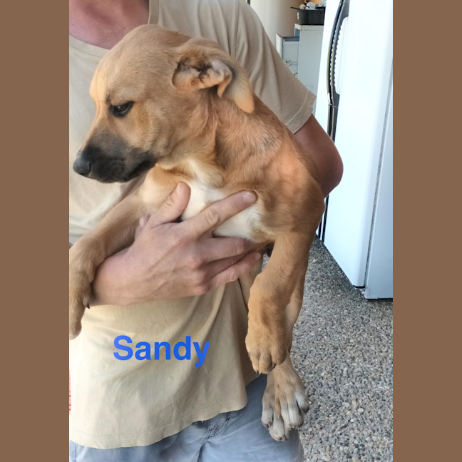 Photo of Sandy