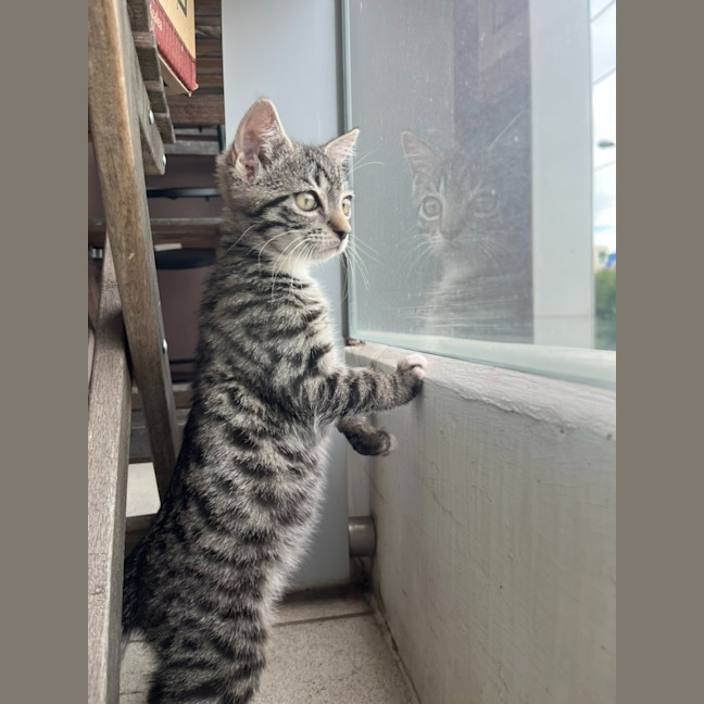 Photo of Loki