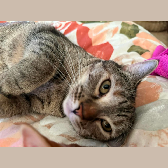 Photo of Phoebe
