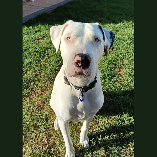 Photo of Scarlet   4 Year Old Bullmastiff