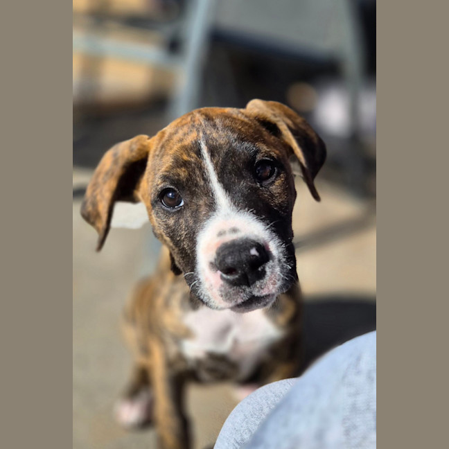 Photo of Gol D. Roger