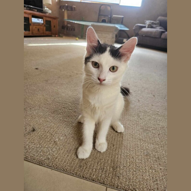 Photo of Peanut