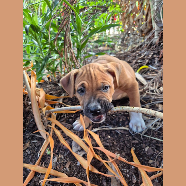 Photo of Pimiento