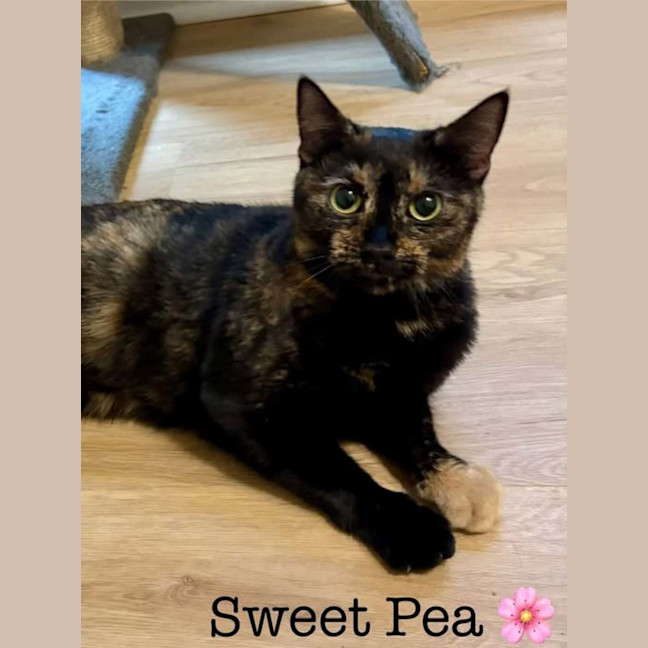 Photo of Sweet Pea