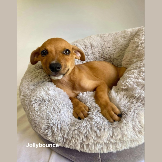 Photo of Jollybounce