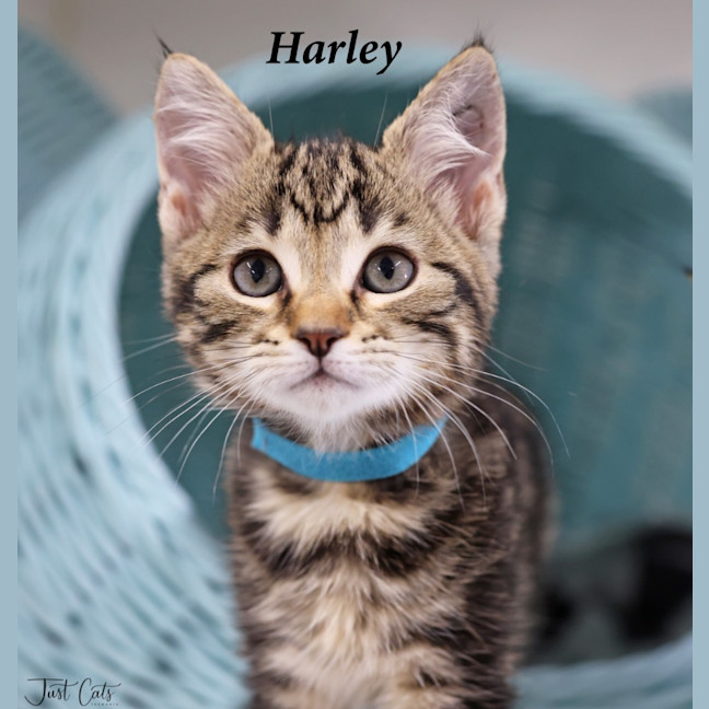 Photo of Harley