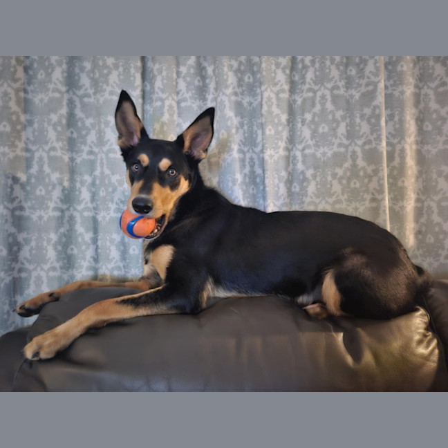 Photo of Teddy   9 Month Old Kelpie
