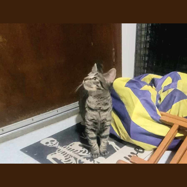 Photo of Justice *9 Lives Project Rescue*