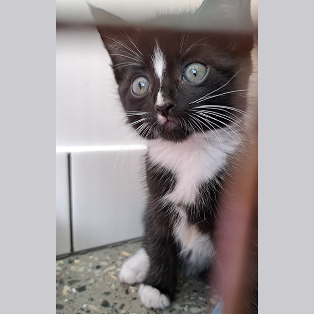 Photo of C1400 Audrey