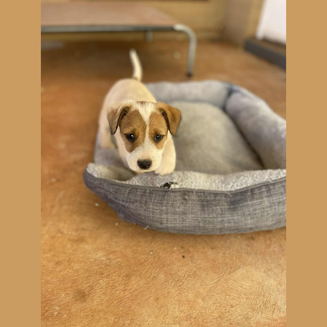 Photo of Dumplin
