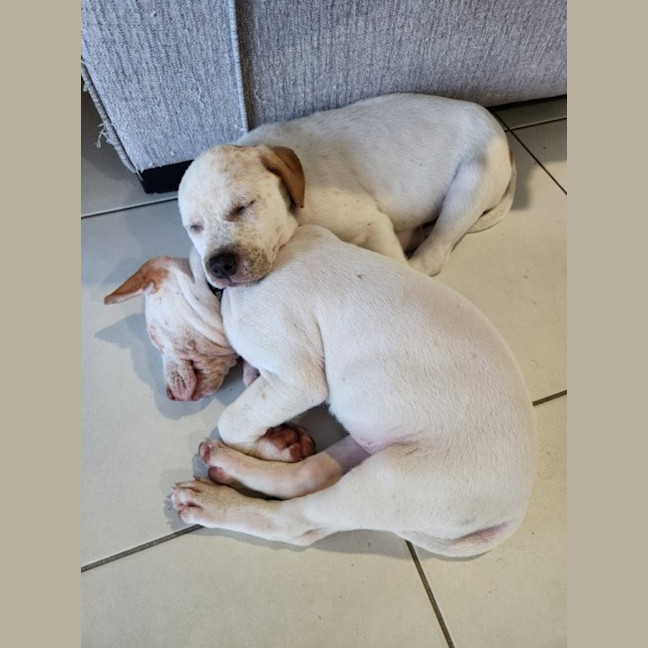 Photo of Nala   8 Week Old Cattle Dog X