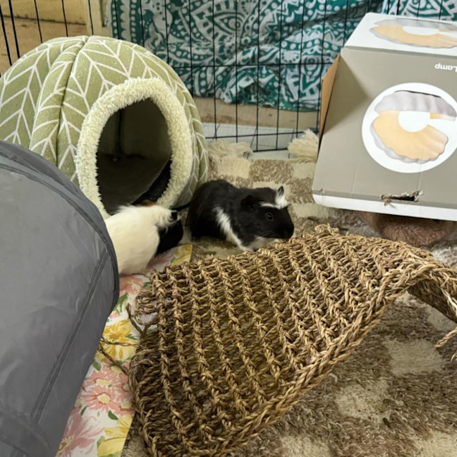 Photo of Riker, Richie & Rocky