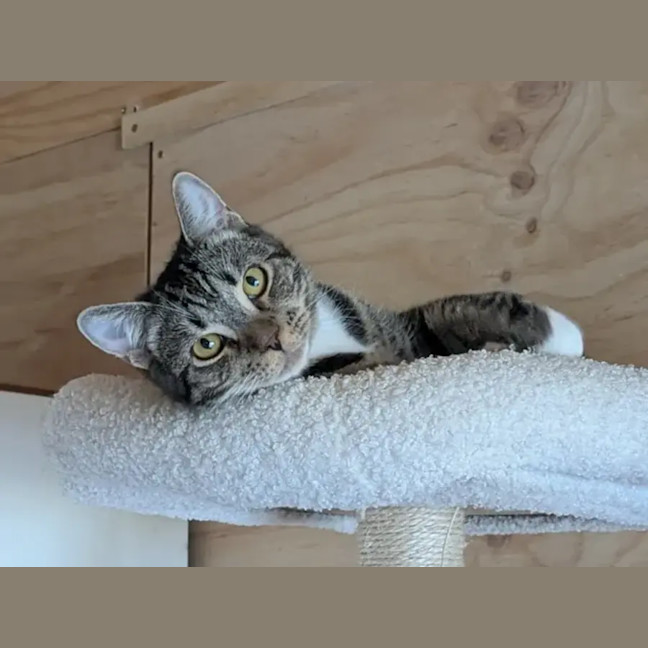 Photo of Hugo *9 Lives Project Rescue*