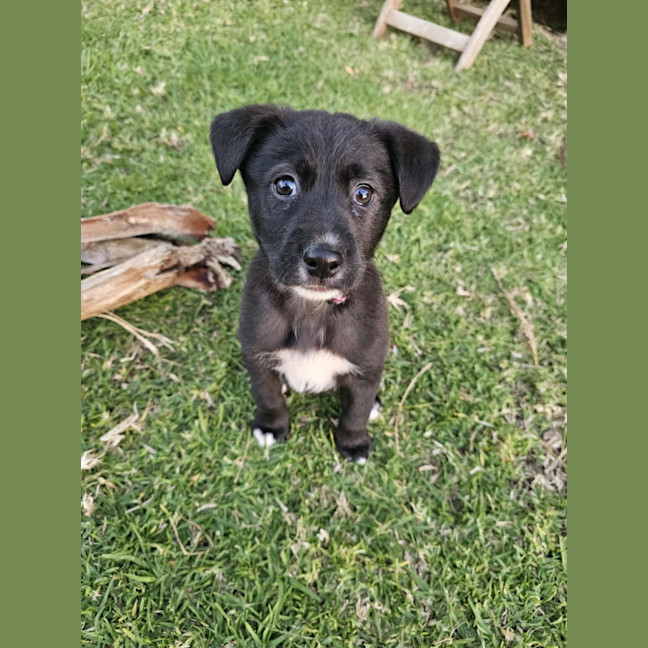 Photo of Willow