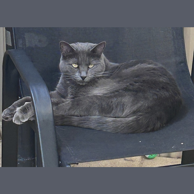 Photo of Kava