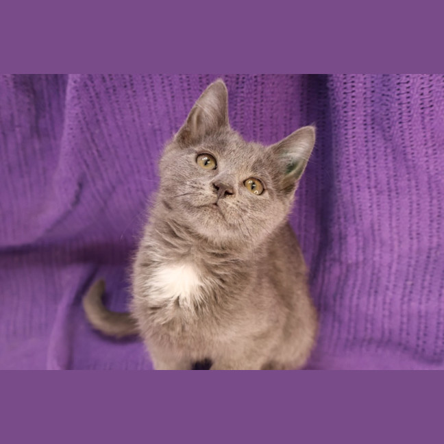 Photo of Morsel