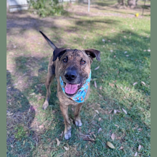 Photo of Toro *$250 Adoption Fee*