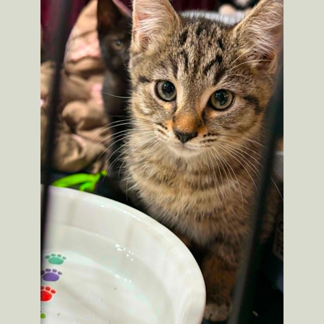 Photo of Hinter