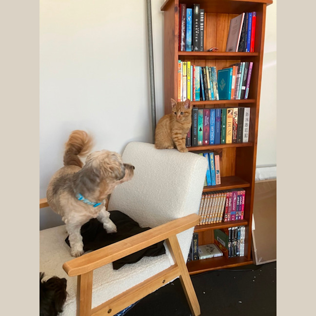 Photo of Arlo