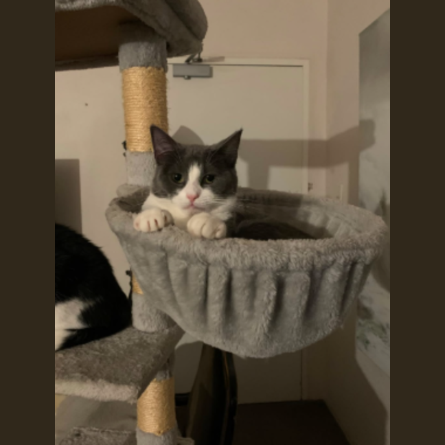 Photo of Clover