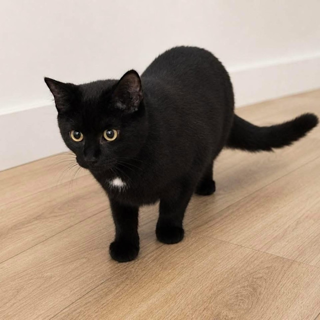 Photo of 13677   Onyx