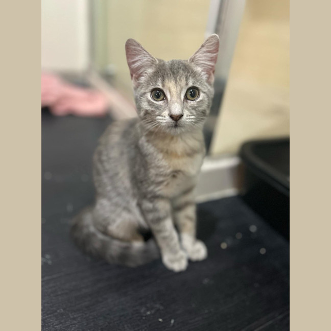 Photo of Willow