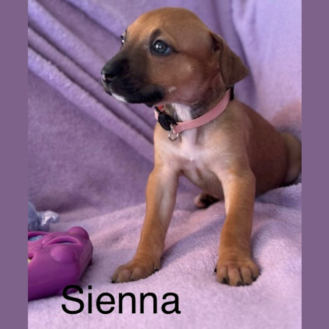 Photo of Sienna