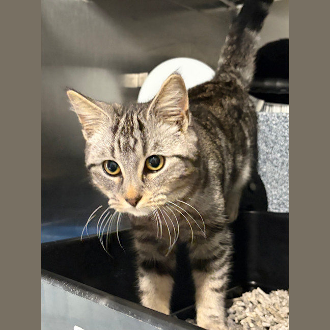Photo of Tabby