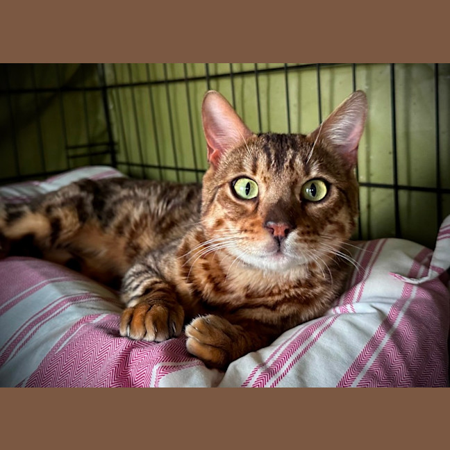 Photo of Raja
