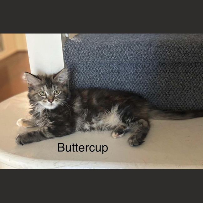 Photo of Buttercup Meetme@Hastings Petstock Store 