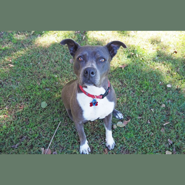 Photo of Bella