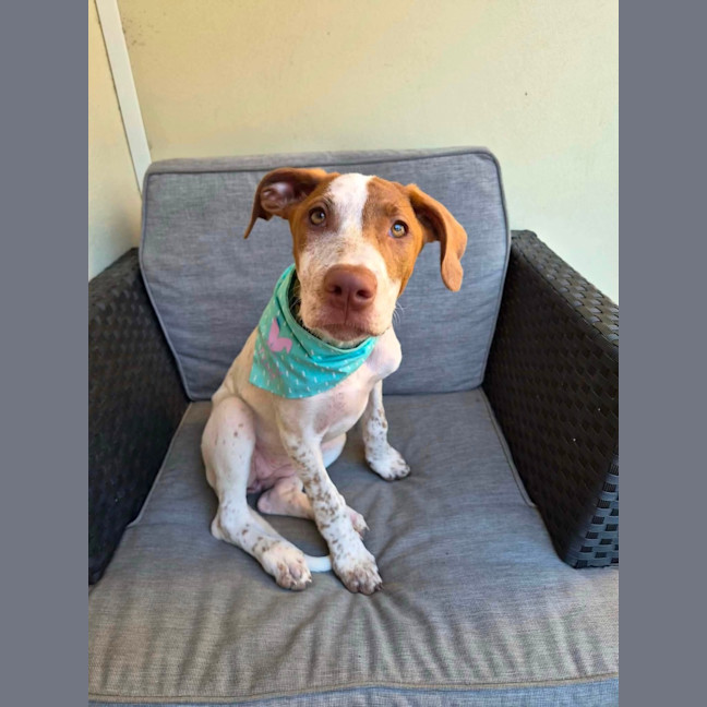 Photo of Dolly 