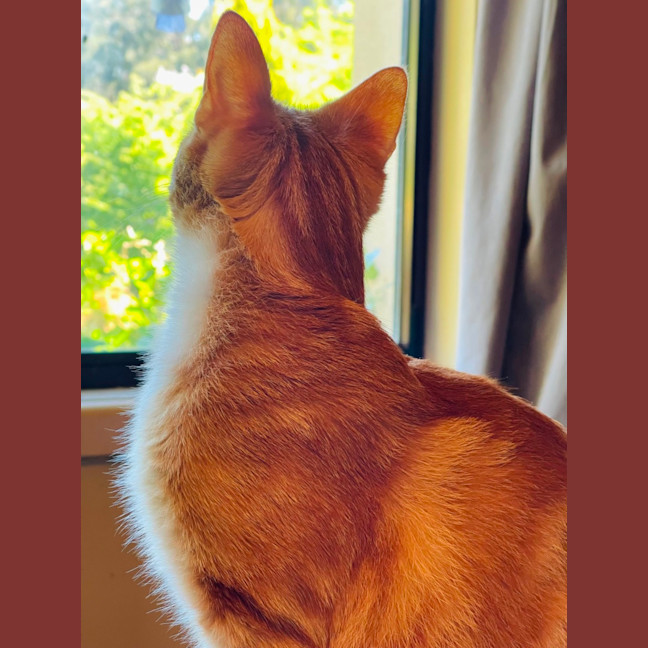 Photo of Caracalla