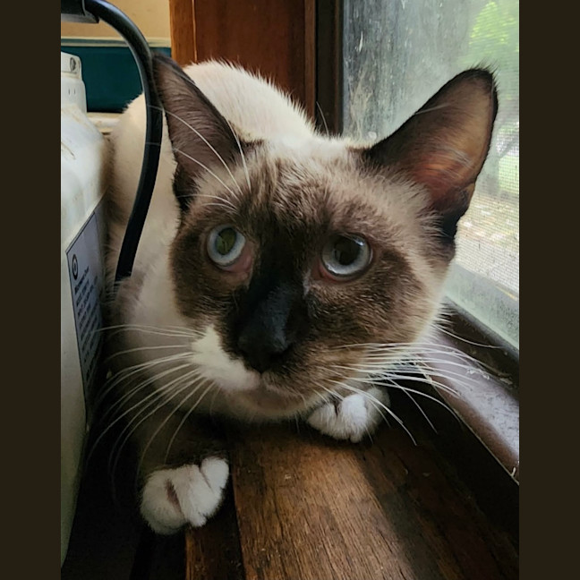 Photo of Socks 