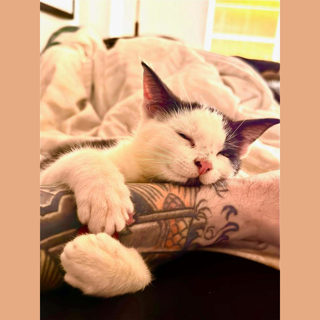 Photo of Gizmo / Molly Moo