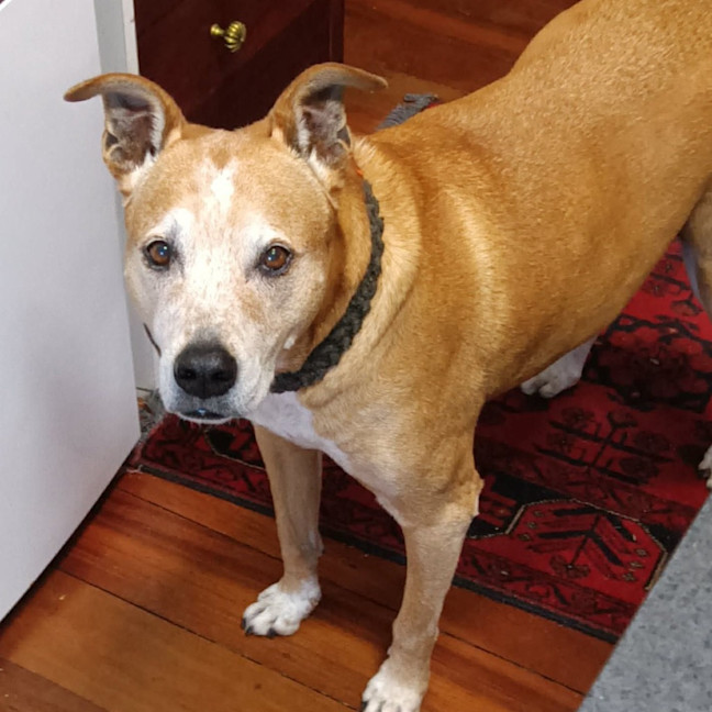 Photo of Buddy