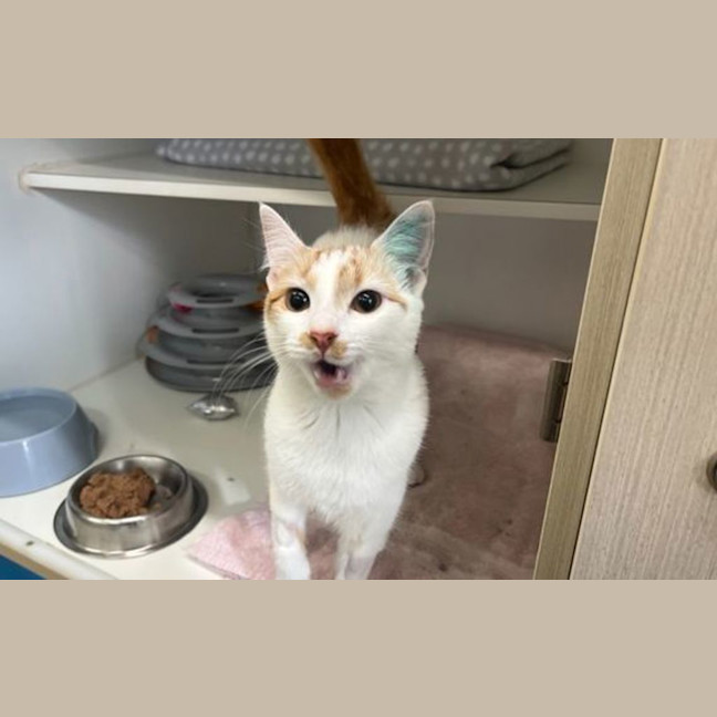 Photo of Pumpkin
