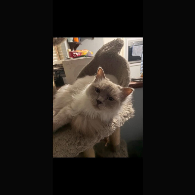 Photo of Casper