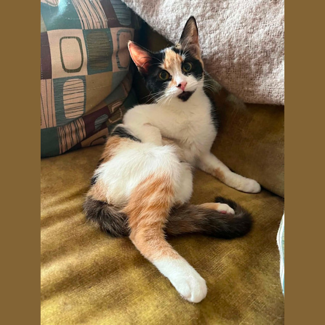 Photo of Alice *9 Lives Project Rescue*