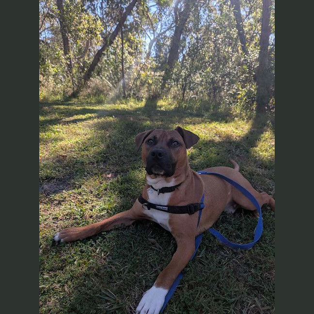 Photo of Bruno