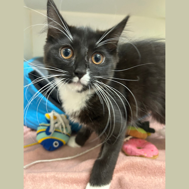 Photo of Nyx