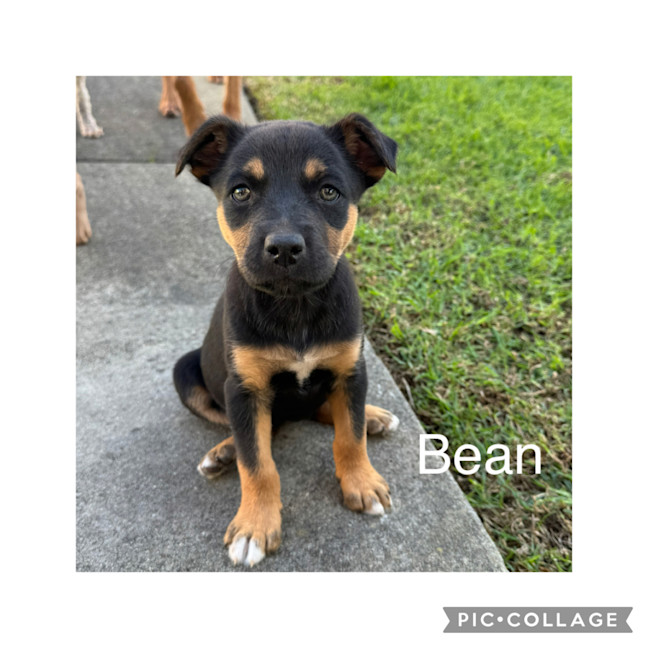 Photo of Bean