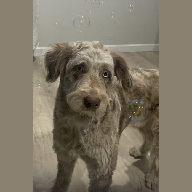 Photo of Woody