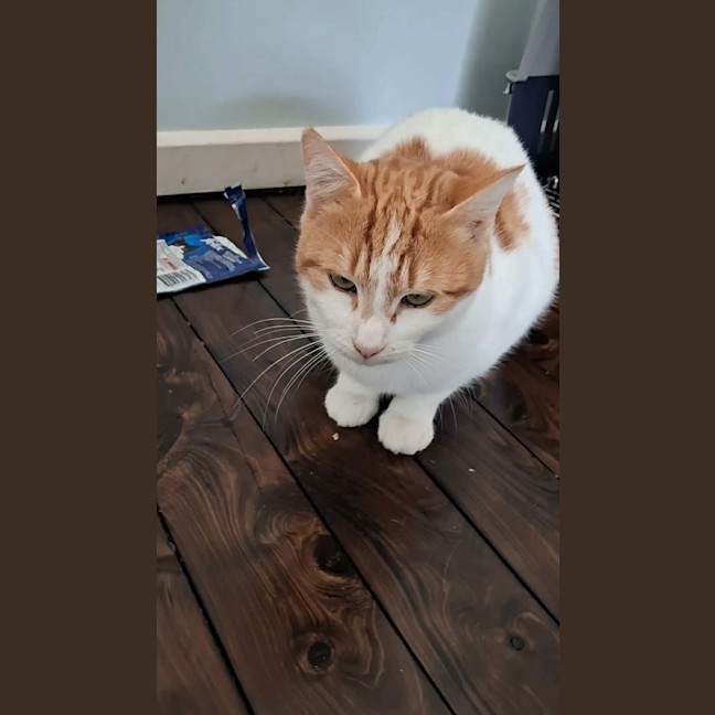 Photo of Mittens 