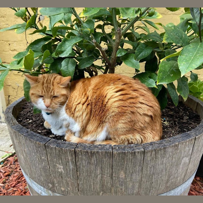 Ginger Female Domestic Short Hair (DSH) Cat in VIC PetRescue