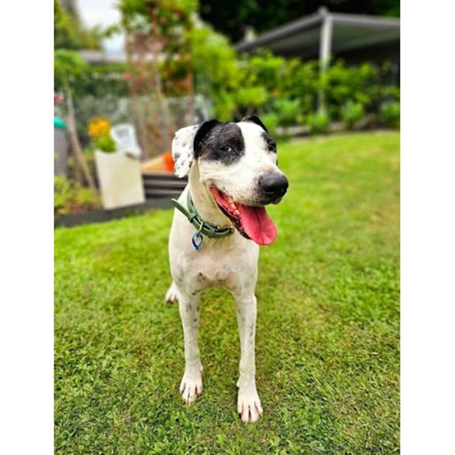 Photo of Bella *$150 Adoption Fee*