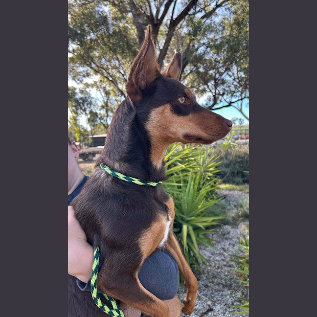 Photo of Lunaris (Maggie)