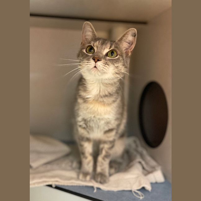 Photo of Piper