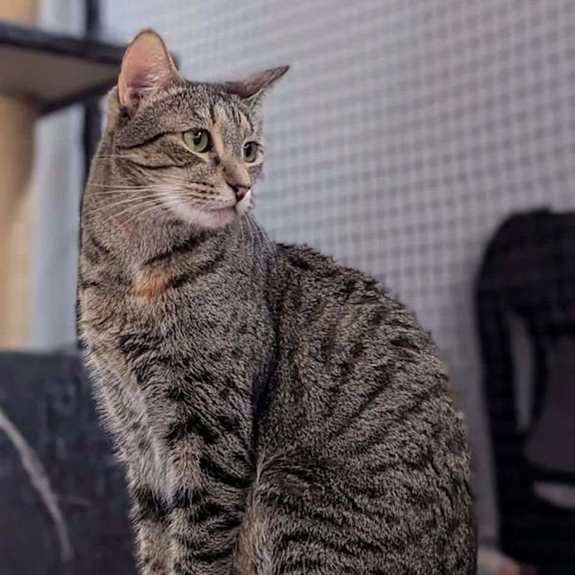Photo of Mittens