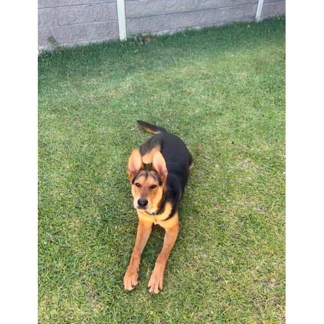 Photo of Turbo *$350 Adoption Fee*